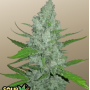 Насіння конопель Original AUTO SOUR DIESEL від Fast Buds