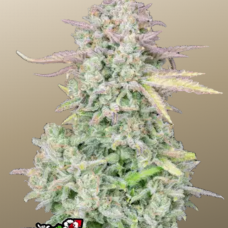 Original AUTO TRAINWRECK