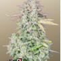 Семена конопли Original AUTO TRAINWRECK от Fast Buds