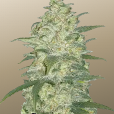 Original AUTO WHITE WIDOW