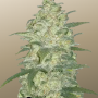 Насіння конопель Original AUTO WHITE WIDOW від Fast Buds