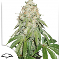 Banana Blaze ® feminised