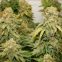 Семена конопли Banana Blaze® от Dutch Passion