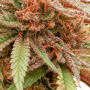 Семена конопли Durban Dew® от Dutch Passion