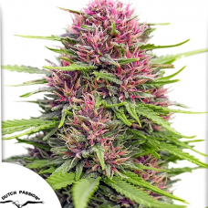 Frisian Dew®