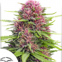 Семена конопли Frisian Dew® от Dutch Passion