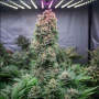 Семена конопли Glueberry O.G.® от Dutch Passion