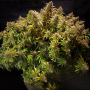 Семена конопли Glueberry O.G.® от Dutch Passion