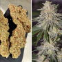 Семена конопли Glueberry O.G.® от Dutch Passion