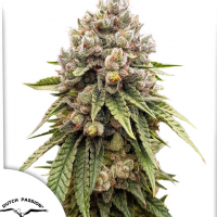 Ice Cream Haze®