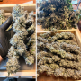 Семена конопли Ice Cream Haze® от Dutch Passion