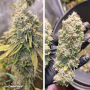 Семена конопли Ice Cream Haze® от Dutch Passion