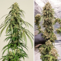 Семена конопли Ice Cream Haze® от Dutch Passion