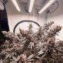 Семена конопли Ice Cream Haze® от Dutch Passion