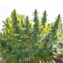 Семена конопли Hollands Hope® от Dutch Passion