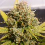 Семена конопли Lemon Z® NEW! от Dutch Passion