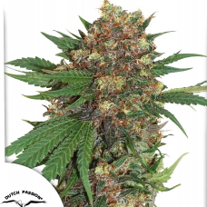 Master Kush®