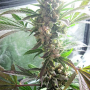 Семена конопли Master Kush® от Dutch Passion