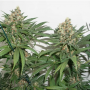 Семена конопли Master Kush® от Dutch Passion