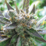 Семена конопли Master Kush® от Dutch Passion