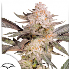 Orange Bud 2.0® NEW!