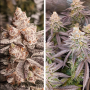 Семена конопли Orange Bud 2.0® NEW! от Dutch Passion