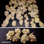 Семена конопли Orange Bud 2.0® NEW! от Dutch Passion