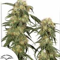 Pamir Gold®