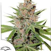 Passion Fruit®