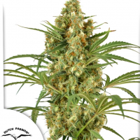 Snow Bud®
