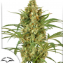 Семена конопли Snow Bud® от Dutch Passion