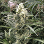 Семена конопли Snow Bud® от Dutch Passion