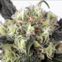 Семена конопли Snow Bud® от Dutch Passion