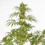 Семена конопли Snow Bud® от Dutch Passion