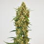 Семена конопли Snow Bud® от Dutch Passion