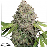 CBD Charlotte’s Angel®