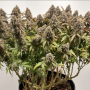Семена конопли CBD Charlotte’s Angel® от Dutch Passion