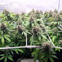 Семена конопли CBD Charlotte’s Angel® от Dutch Passion