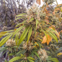 Семена конопли CBG-Force® от Dutch Passion