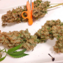 Семена конопли CBG-Force® от Dutch Passion