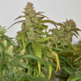 Семена конопли CBG-Force® от Dutch Passion