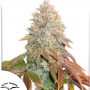 Семена конопли Auto Banana Blaze® от Dutch Passion