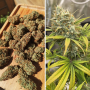 Семена конопли Auto Banana Blaze® от Dutch Passion