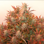 Семена конопли Auto Banana Blaze® от Dutch Passion