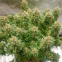 Семена конопли Auto Banana Blaze® от Dutch Passion