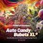 Семена конопли Auto Candy Bubatz XL® NEW! от Dutch Passion