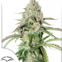 Семена конопли Auto Colorado Cookies® от Dutch Passion