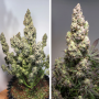 Семена конопли Auto Colorado Cookies® от Dutch Passion