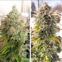 Семена конопли Auto Colorado Cookies® от Dutch Passion