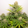 Семена конопли Auto Colorado Cookies® от Dutch Passion
